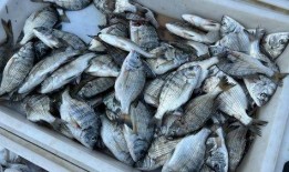 网红黑料牛奶秋刀鱼 吃瓜表情包,吃瓜表情包背后的故事