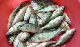 网红黑料牛奶秋刀鱼 吃瓜表情包,吃瓜表情包背后的故事