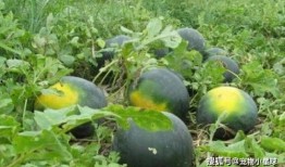 黑瓜吃料网,揭秘美食背后的故事与营养秘密